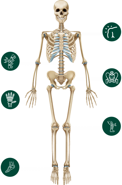 Esqueleto_traumatologia